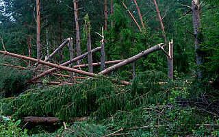 15 lat temu nad Puszczą Piską przeszedł huragan. Odnowienie zniszczonego lasu zajęło osiem lat